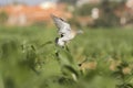 Yound wood pigeon landing on a cornfield