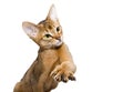 Young abessinier cat Royalty Free Stock Photo