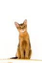 Young abessinier cat Royalty Free Stock Photo