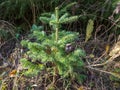 Young Abies lasiocarpa arizonica or corkbark fir