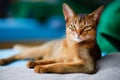 Young Abyssinian