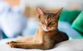 Young Abyssinian cat Royalty Free Stock Photo