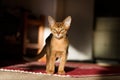 Young Abyssinian cat Royalty Free Stock Photo