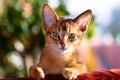 Young Abyssinian cat Royalty Free Stock Photo