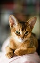 Young Abyssinian cat