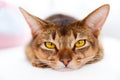 Young Abyssinian cat Royalty Free Stock Photo