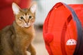 Young Abyssinian cat in action Royalty Free Stock Photo