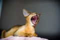 Young Abyssinian cat in action Royalty Free Stock Photo