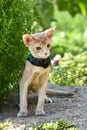 Young Abyssinian cat color Faun with a leash walking around the yard. Pets walking outdoors, adventures n the Park Royalty Free Stock Photo