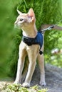 Young Abyssinian cat color Faun with a leash walking around the yard. Pets walking outdoors, adventures n the Park Royalty Free Stock Photo