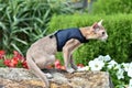 Young Abyssinian cat color Faun with a leash walking around the yard. Pets walking outdoors, adventures n the Park Royalty Free Stock Photo
