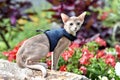 Young Abyssinian cat color Faun with a leash walking around the yard. Pets walking outdoors, adventures n the Park. Royalty Free Stock Photo