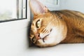 Young Abyssinian cat is dreaming