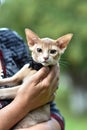 A young Abyssinian cat, fawn is sitting in the hands of the hostess