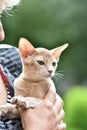 A young Abyssinian cat, fawn is sitting in the hands of the hostess