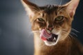 Young abyssinian cat licking lips closeup portrait Royalty Free Stock Photo