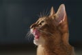 Young abyssinian cat licking lips closeup portrait Royalty Free Stock Photo