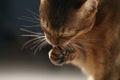 Young abyssinian cat licking paw closeup portrait Royalty Free Stock Photo