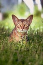 Young Abyssinian cat lies in the grass in ambush, hunts Royalty Free Stock Photo