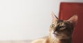 Young abyssinian lying on table