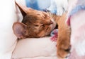 Young Abyssinian red cat sleep in bed. Sweet kitten under pink and blue blanket. Pastel color photo. Royalty Free Stock Photo