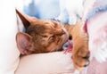 Young Abyssinian red cat sleep in bed. Sweet kitten under pink and blue blanket. Pastel color photo. Royalty Free Stock Photo
