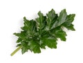Young Acanthus mollis leaf Royalty Free Stock Photo