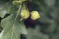 Young acorns, close-up