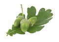 Young acorns and green oak leaf isolated on white background Royalty Free Stock Photo