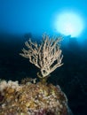 Young Acropora Coral Royalty Free Stock Photo