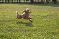 Young active dog playing in a summer park with a ball. A beautiful thoroughbred red poodle jumping for a flying bright ball