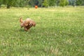 Young active dog playing in a summer park with a ball. A beautiful thoroughbred red poodle quickly runs after a flying bright ball