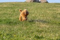 Young active dog plays with a ball in the park. A beautiful thoroughbred red poodle runs down a hill with an orange ball in its Royalty Free Stock Photo