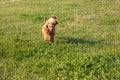 Young active dog plays with a ball in the park. A beautiful thoroughbred red poodle runs on the grass with an orange ball in its Royalty Free Stock Photo