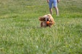 Young active dog plays with a ball in the park. Handsome thoroughbred red poodle catches an orange ball, which is thrown by the Royalty Free Stock Photo
