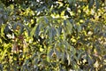 Foliage of the young tree of Adansonia digitata in late afternoon in the city park