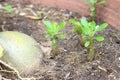 The young Adenium Obesum seedlings.