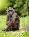 Young adolescent gorilla