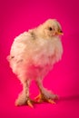 Light Brahma Farm Chicken Royalty Free Stock Photo