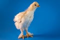 Light Brahma Farm Chicken Royalty Free Stock Photo