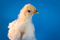 Light Brahma Farm Chicken Royalty Free Stock Photo