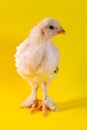 Light Brahma Farm Chicken Royalty Free Stock Photo