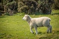 Sheep, New Zealand Royalty Free Stock Photo