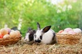 young adorable bunny sitting on hay with easter eggs Royalty Free Stock Photo