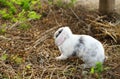 young adorable bunny standing on dry grasses in evening sunshine Royalty Free Stock Photo