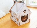 Cat in the cat house. Shallow dof Royalty Free Stock Photo