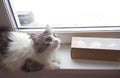 Young adorable fluffy cat sitting on window sill. Cute gray indoor kitten close up in home interior Royalty Free Stock Photo