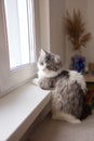 Young adorable fluffy cat sitting on window sill. Cute gray indoor kitten close up in home interior Royalty Free Stock Photo