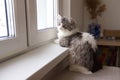 Young adorable fluffy cat sitting on window sill. Cute gray indoor kitten close up in home interior Royalty Free Stock Photo