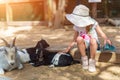 Little girl feeds a goat at a childrens petting zoo Royalty Free Stock Photo